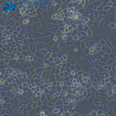 A2780 人卵巢癌细胞