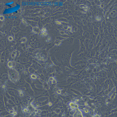 4T1小鼠乳腺癌细胞（种属鉴定）
