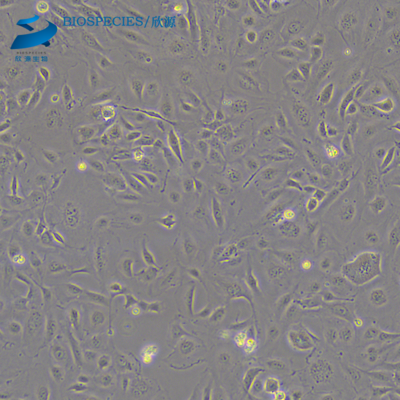HMEC-1 人微血管內皮細胞株（STR鉴定）