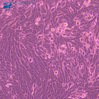 4T1+luc 小鼠乳腺癌细胞+luc