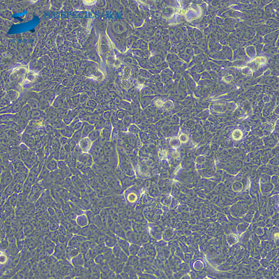 HT-29 (HT29)人结肠癌细胞(提供STR鉴定报告)