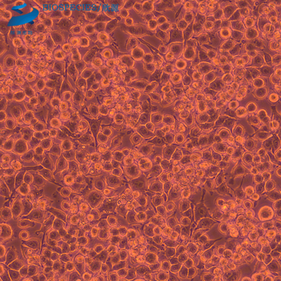 BV2 小鼠小胶质细胞