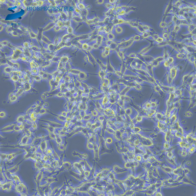 3T3-L1小鼠胚胎成纤维细胞（种属鉴定报告）