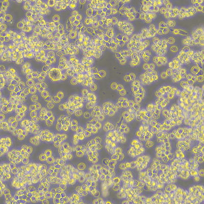 A20 小鼠 B 细胞淋巴瘤细胞（提供种属鉴定报告）