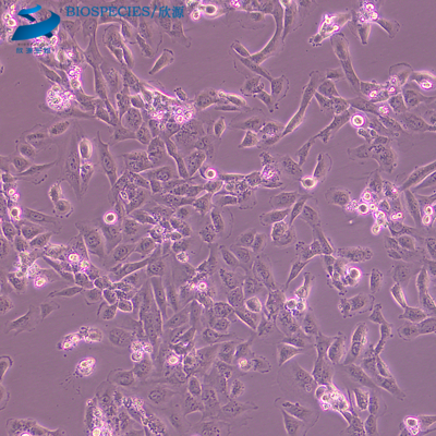 AC16 人心肌细胞（STR鉴定）