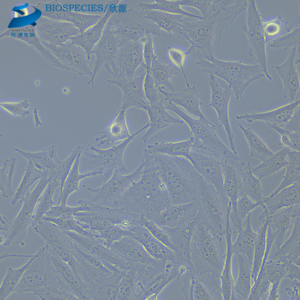 A2058 人黑色素瘤细胞