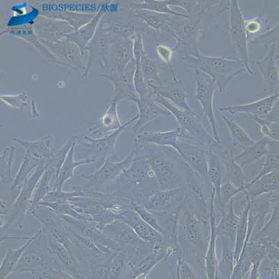 A2058 人黑色素瘤细胞