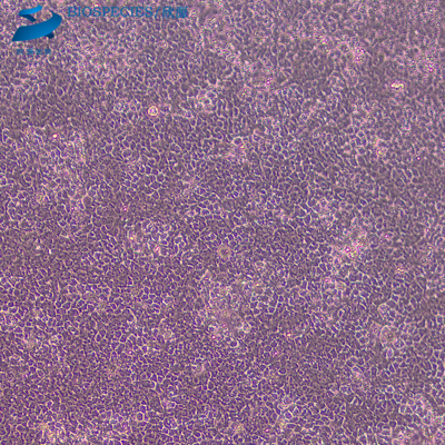 BRL 大鼠肝细胞（种属鉴定）