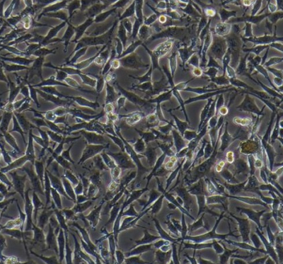 C6 大鼠脑胶质瘤细胞