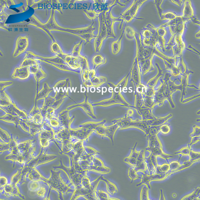 C4-2 人前列腺癌细胞