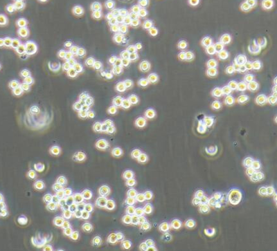 Ana-1 小鼠巨噬细胞