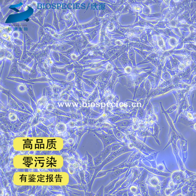 E0771 小鼠髓样乳腺癌细胞（种属鉴定报告）（无支原体无细菌）