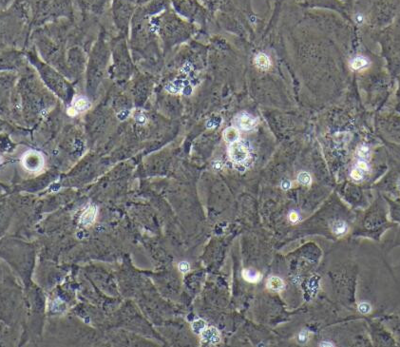 C57小鼠巨噬细胞永生化