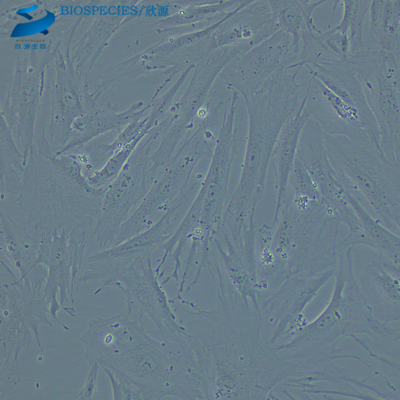 BJ 人皮肤成纤维细胞