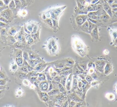 AML12 小鼠肝细胞